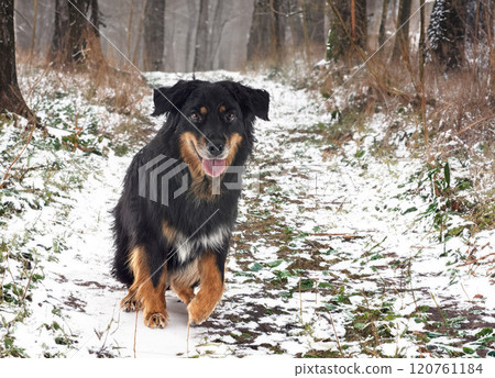 Hovawart in winter 120761184