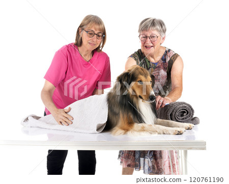 Shetland Sheepdog and woman in studio 120761190