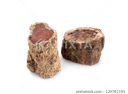 petrified wood in studio 120761193