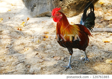 Colorful rooster Colorful rooster 120761865
