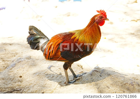 Colorful rooster Colorful rooster 120761866