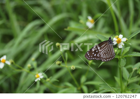 Bidens frondosa and Purple Spotted Butterfly Bidens frondosa and Purple Spotted Butterfly 120762247