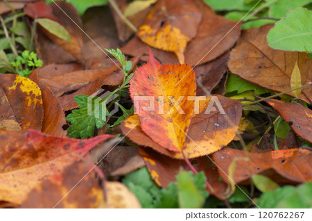 Cherry blossom leaves piled up on the grass Cherry blossom leaves piled up on the grass 120762267
