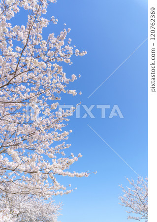 櫻桃背景 120762369