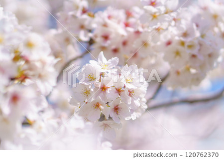 櫻桃背景 120762370