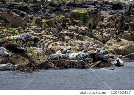 Colony With Group Of Atlantic Grey Seals (Halichoerus Grypus) On The Isle Of May In The Firth Of Forth Near Anstruther In Scotland 120762427
