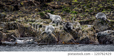 Colony With Group Of Atlantic Grey Seals (Halichoerus Grypus) On The Isle Of May In The Firth Of Forth Near Anstruther In Scotland 120762429