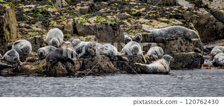 Colony With Group Of Atlantic Grey Seals (Halichoerus Grypus) On The Isle Of May In The Firth Of Forth Near Anstruther In Scotland 120762430