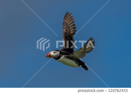 Seabird Species Atlantic Puffin (Fratercula arctica) Flies On The Isle Of May In The Firth Of Forth Near Anstruther In Scotland 120762435