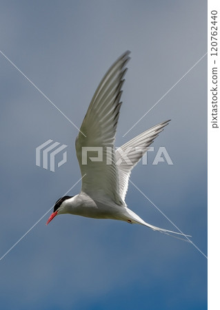 Seabird Species Arctic Tern (Sterna Paradisaea) Flies During Hunt For Fish On The Isle Of May In The Firth Of Forth Near Anstruther In Scotland Seabird Species Arctic Tern (Sterna Paradisaea) Flies During Hunt For Fish On The Isle Of May In The Firth Of Forth Near Anstruther In Scotland 120762440