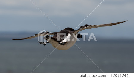 Seabird Species Razorbill (Alca Torda) Flies On The Isle Of May In The Firth Of Forth Near Anstruther In Scotland 120762443