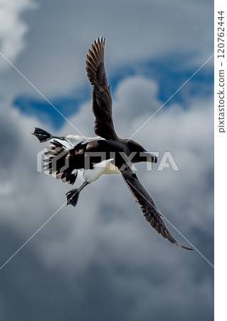 Seabird Species Razorbill (Alca Torda) Flies On The Isle Of May In The Firth Of Forth Near Anstruther In Scotland Seabird Species Razorbill (Alca Torda) Flies On The Isle Of May In The Firth Of Forth Near Anstruther In Scotland 120762444