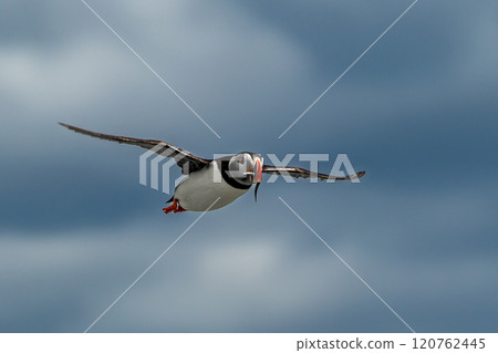 Seabird Species Atlantic Puffin (Fratercula arctica) With Sandeels Flies On The Isle Of May In The Firth Of Forth Near Anstruther In Scotland 120762445