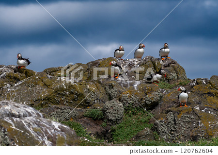 Group Of Seabird Species Atlantic Puffin (Fratercula arctica) On The Isle Of May In The Firth Of Forth Near Anstruther In Scotland Group Of Seabird Species Atlantic Puffin (Fratercula arctica) On The Isle Of May In The Firth Of Forth Near Anstruther In Scotland 120762604