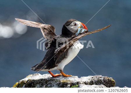 Seabird Species Atlantic Puffin (Fratercula arctica) With Sandeels On The Isle Of May In The Firth Of Forth Near Anstruther In Scotland 120762605
