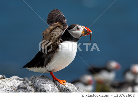Seabird Species Atlantic Puffin (Fratercula arctica) With Sandeels On The Isle Of May In The Firth Of Forth Near Anstruther In Scotland Seabird Species Atlantic Puffin (Fratercula arctica) With Sandeels On The Isle Of May In The Firth Of Forth Near Anstruther In Scotland 120762608