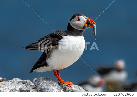 Seabird Species Atlantic Puffin (Fratercula arctica) With Sandeels On The Isle Of May In The Firth Of Forth Near Anstruther In Scotland Seabird Species Atlantic Puffin (Fratercula arctica) With Sandeels On The Isle Of May In The Firth Of Forth Near Anstruther In Scotland 120762609