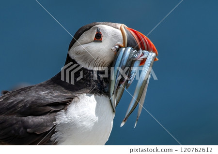 Seabird Species Atlantic Puffin (Fratercula arctica) With Sandeels On The Isle Of May In The Firth Of Forth Near Anstruther In Scotland Seabird Species Atlantic Puffin (Fratercula arctica) With Sandeels On The Isle Of May In The Firth Of Forth Near Anstruther In Scotland 120762612