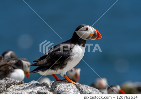Seabird Species Atlantic Puffin (Fratercula arctica) On The Isle Of May In The Firth Of Forth Near Anstruther In Scotland Seabird Species Atlantic Puffin (Fratercula arctica) On The Isle Of May In The Firth Of Forth Near Anstruther In Scotland 120762614