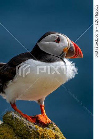 Seabird Species Atlantic Puffin (Fratercula arctica) On The Isle Of May In The Firth Of Forth Near Anstruther In Scotland Seabird Species Atlantic Puffin (Fratercula arctica) On The Isle Of May In The Firth Of Forth Near Anstruther In Scotland 120762615