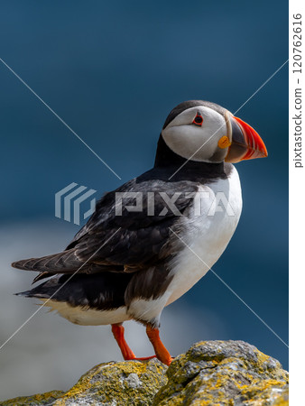 Seabird Species Atlantic Puffin (Fratercula arctica) On The Isle Of May In The Firth Of Forth Near Anstruther In Scotland Seabird Species Atlantic Puffin (Fratercula arctica) On The Isle Of May In The Firth Of Forth Near Anstruther In Scotland 120762616