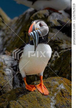Seabird Species Atlantic Puffin (Fratercula arctica) With Sandeels On The Isle Of May In The Firth Of Forth Near Anstruther In Scotland Seabird Species Atlantic Puffin (Fratercula arctica) With Sandeels On The Isle Of May In The Firth Of Forth Near Anstruther In Scotland 120762619