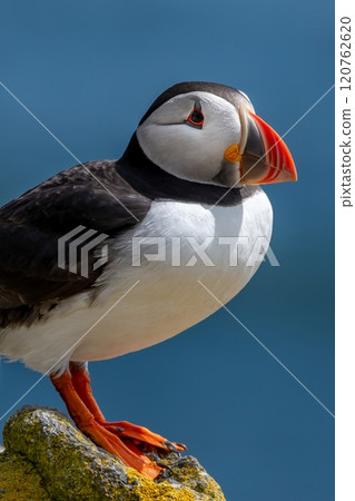 Seabird Species Atlantic Puffin (Fratercula arctica) On The Isle Of May In The Firth Of Forth Near Anstruther In Scotland Seabird Species Atlantic Puffin (Fratercula arctica) On The Isle Of May In The Firth Of Forth Near Anstruther In Scotland 120762620