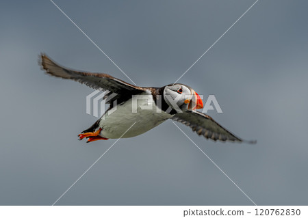 Seabird Species Atlantic Puffin (Fratercula arctica) Flies On The Isle Of May In The Firth Of Forth Near Anstruther In Scotland Seabird Species Atlantic Puffin (Fratercula arctica) Flies On The Isle Of May In The Firth Of Forth Near Anstruther In Scotland 120762830