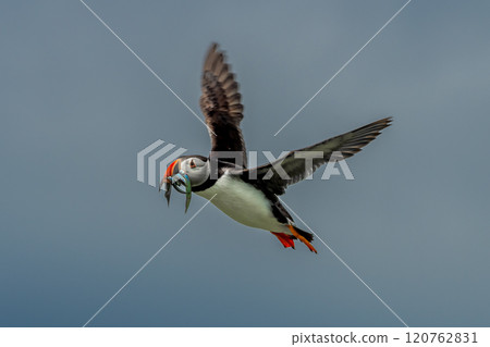 Seabird Species Atlantic Puffin (Fratercula arctica) With Sandeels Flies On The Isle Of May In The Firth Of Forth Near Anstruther In Scotland Seabird Species Atlantic Puffin (Fratercula arctica) With Sandeels Flies On The Isle Of May In The Firth Of Forth Near Anstruther In Scotland 120762831