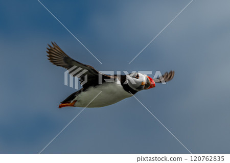 Seabird Species Atlantic Puffin (Fratercula arctica) Flies On The Isle Of May In The Firth Of Forth Near Anstruther In Scotland Seabird Species Atlantic Puffin (Fratercula arctica) Flies On The Isle Of May In The Firth Of Forth Near Anstruther In Scotland 120762835