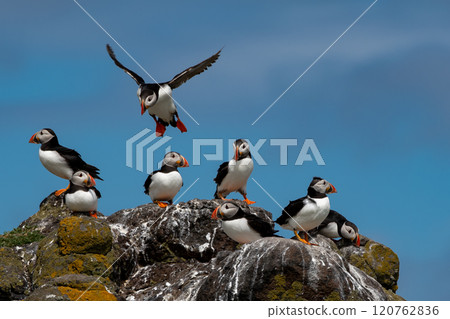Group Of Seabird Species Atlantic Puffin (Fratercula arctica) On The Isle Of May In The Firth Of Forth Near Anstruther In Scotland 120762836