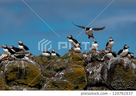 Group Of Seabird Species Atlantic Puffin (Fratercula arctica) On The Isle Of May In The Firth Of Forth Near Anstruther In Scotland Group Of Seabird Species Atlantic Puffin (Fratercula arctica) On The Isle Of May In The Firth Of Forth Near Anstruther In Scotland 120762837