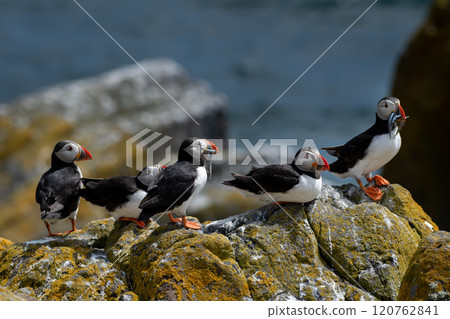 Group Of Seabird Species Atlantic Puffin (Fratercula arctica) On The Isle Of May In The Firth Of Forth Near Anstruther In Scotland Group Of Seabird Species Atlantic Puffin (Fratercula arctica) On The Isle Of May In The Firth Of Forth Near Anstruther In Scotland 120762841
