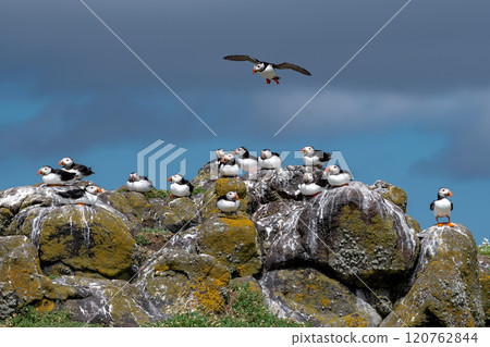 Group Of Seabird Species Atlantic Puffin (Fratercula arctica) On The Isle Of May In The Firth Of Forth Near Anstruther In Scotland Group Of Seabird Species Atlantic Puffin (Fratercula arctica) On The Isle Of May In The Firth Of Forth Near Anstruther In Scotland 120762844