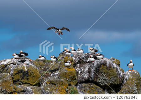 Group Of Seabird Species Atlantic Puffin (Fratercula arctica) On The Isle Of May In The Firth Of Forth Near Anstruther In Scotland Group Of Seabird Species Atlantic Puffin (Fratercula arctica) On The Isle Of May In The Firth Of Forth Near Anstruther In Scotland 120762845