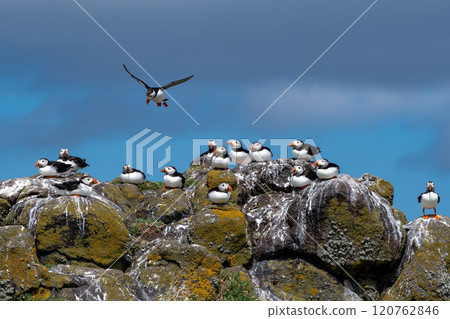 Group Of Seabird Species Atlantic Puffin (Fratercula arctica) On The Isle Of May In The Firth Of Forth Near Anstruther In Scotland 120762846