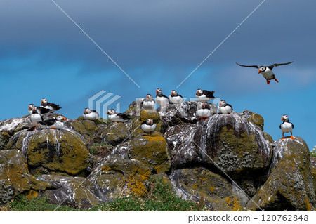 Group Of Seabird Species Atlantic Puffin (Fratercula arctica) On The Isle Of May In The Firth Of Forth Near Anstruther In Scotland Group Of Seabird Species Atlantic Puffin (Fratercula arctica) On The Isle Of May In The Firth Of Forth Near Anstruther In Scotland 120762848