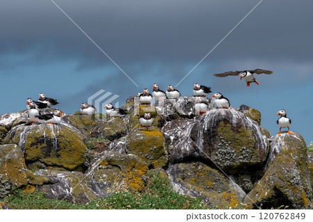 Group Of Seabird Species Atlantic Puffin (Fratercula arctica) On The Isle Of May In The Firth Of Forth Near Anstruther In Scotland Group Of Seabird Species Atlantic Puffin (Fratercula arctica) On The Isle Of May In The Firth Of Forth Near Anstruther In Scotland 120762849