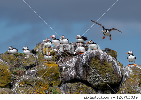 Group Of Seabird Species Atlantic Puffin (Fratercula arctica) On The Isle Of May In The Firth Of Forth Near Anstruther In Scotland 120763039