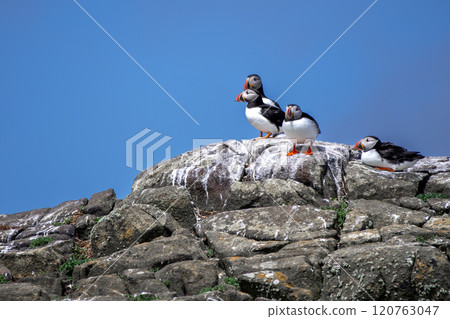 Group Of Seabird Species Atlantic Puffin (Fratercula arctica) On The Isle Of May In The Firth Of Forth Near Anstruther In Scotland Group Of Seabird Species Atlantic Puffin (Fratercula arctica) On The Isle Of May In The Firth Of Forth Near Anstruther In Scotland 120763047