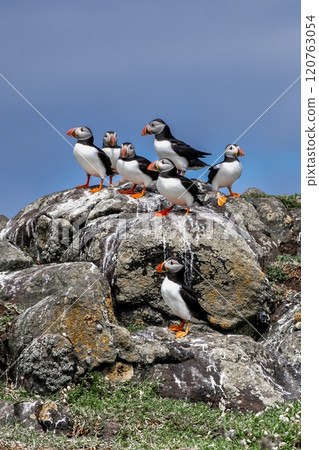 Group Of Seabird Species Atlantic Puffin (Fratercula arctica) On The Isle Of May In The Firth Of Forth Near Anstruther In Scotland Group Of Seabird Species Atlantic Puffin (Fratercula arctica) On The Isle Of May In The Firth Of Forth Near Anstruther In Scotland 120763054