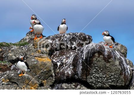 Group Of Seabird Species Atlantic Puffin (Fratercula arctica) On The Isle Of May In The Firth Of Forth Near Anstruther In Scotland Group Of Seabird Species Atlantic Puffin (Fratercula arctica) On The Isle Of May In The Firth Of Forth Near Anstruther In Scotland 120763055