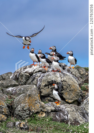 Group Of Seabird Species Atlantic Puffin (Fratercula arctica) On The Isle Of May In The Firth Of Forth Near Anstruther In Scotland Group Of Seabird Species Atlantic Puffin (Fratercula arctica) On The Isle Of May In The Firth Of Forth Near Anstruther In Scotland 120763056