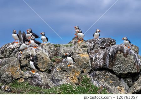 Group Of Seabird Species Atlantic Puffin (Fratercula arctica) On The Isle Of May In The Firth Of Forth Near Anstruther In Scotland Group Of Seabird Species Atlantic Puffin (Fratercula arctica) On The Isle Of May In The Firth Of Forth Near Anstruther In Scotland 120763057