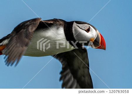 Seabird Species Atlantic Puffin (Fratercula arctica) Flies On The Isle Of May In The Firth Of Forth Near Anstruther In Scotland 120763058