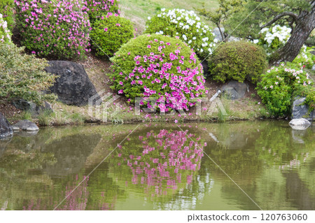 圓邊杜鵑花，大阪，日本 120763060