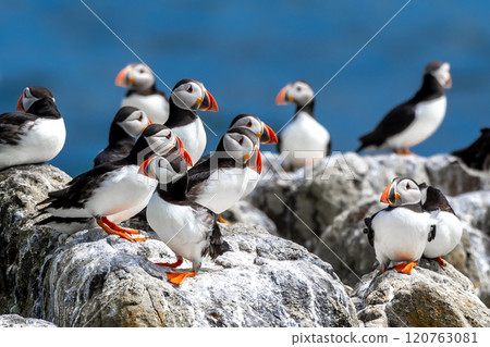 Group Of Seabird Species Atlantic Puffin (Fratercula arctica) On The Isle Of May In The Firth Of Forth Near Anstruther In Scotland Group Of Seabird Species Atlantic Puffin (Fratercula arctica) On The Isle Of May In The Firth Of Forth Near Anstruther In Scotland 120763081