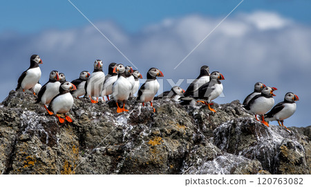 Group Of Seabird Species Atlantic Puffin (Fratercula arctica) On The Isle Of May In The Firth Of Forth Near Anstruther In Scotland Group Of Seabird Species Atlantic Puffin (Fratercula arctica) On The Isle Of May In The Firth Of Forth Near Anstruther In Scotland 120763082