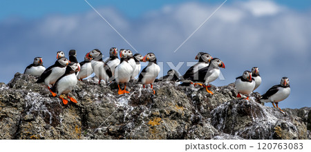 Group Of Seabird Species Atlantic Puffin (Fratercula arctica) On The Isle Of May In The Firth Of Forth Near Anstruther In Scotland Group Of Seabird Species Atlantic Puffin (Fratercula arctica) On The Isle Of May In The Firth Of Forth Near Anstruther In Scotland 120763083