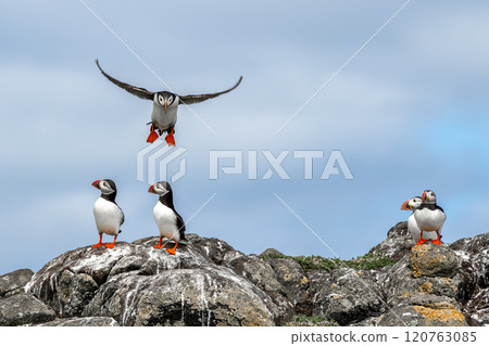 Group Of Seabird Species Atlantic Puffin (Fratercula arctica) On The Isle Of May In The Firth Of Forth Near Anstruther In Scotland 120763085